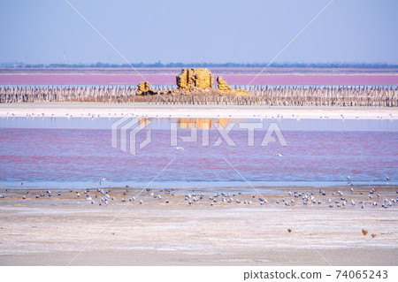 A beautiful salt lake with pink water. 74065243
