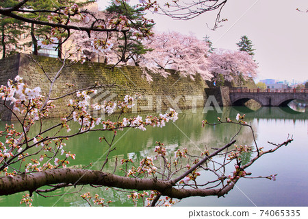 Fukui Prefectural Office, Moat Sakura Season-Spring Fukui Prefectural Office, Moat Sakura Season-Spring 74065335