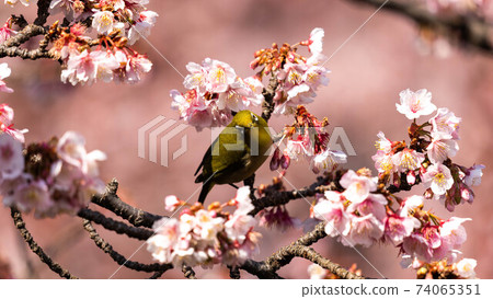 "Mejiro" to play with the vivid "Atami Sakura" "Mejiro" to play with the vivid "Atami Sakura" 74065351