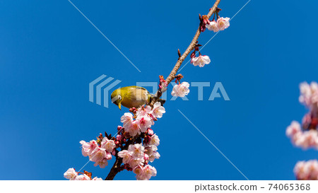 “ Mejiro”和生動的“ Atami Sakura”一起玩 “ Mejiro”和生動的“ Atami Sakura”一起玩 74065368