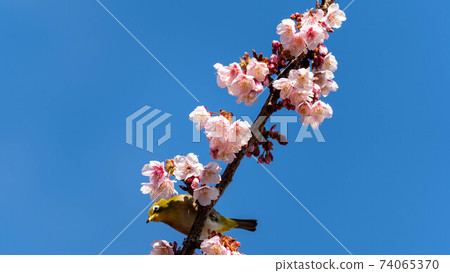 “ Mejiro”和生動的“ Atami Sakura”一起玩 “ Mejiro”和生動的“ Atami Sakura”一起玩 74065370