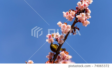 "Mejiro" to play with the vivid "Atami Sakura" 74065372