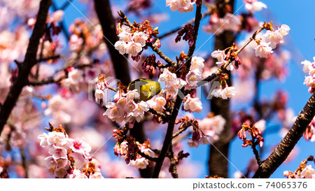 “ Mejiro”和生動的“ Atami Sakura”一起玩 “ Mejiro”和生動的“ Atami Sakura”一起玩 74065376