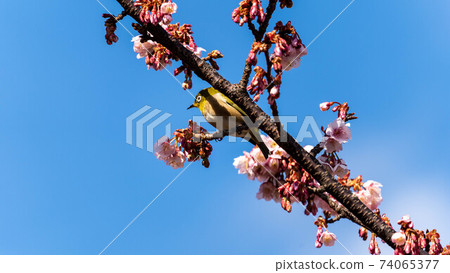 “ Mejiro”和生動的“ Atami Sakura”一起玩 “ Mejiro”和生動的“ Atami Sakura”一起玩 74065377