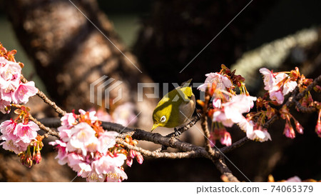 “ Mejiro”和生動的“ Atami Sakura”一起玩 74065379