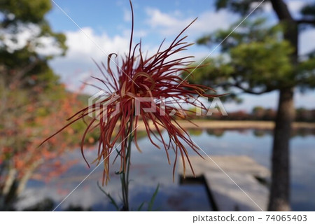 Chrysanthemum flowers with a lake in the back Chrysanthemum flowers with a lake in the back 74065403