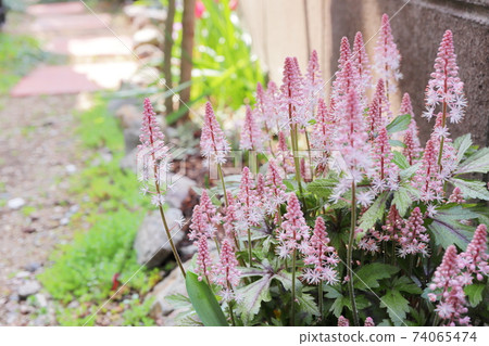 春蔭花園Tiarella粉色天空火箭 74065474