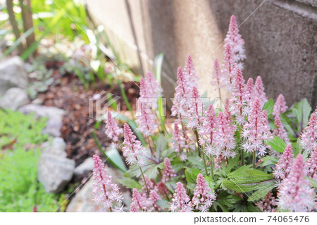 春蔭花園Tiarella粉色天空火箭 74065476