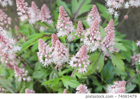 Spring Shade Garden Tiarella Pink Sky Rocket 74065479