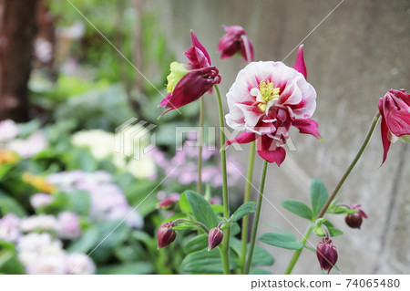 Spring shade garden columbine red white Spring shade garden columbine red white 74065480