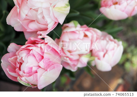 Spring garden Pink double-flowered tulips group planting Spring garden Pink double-flowered tulips group planting 74065513