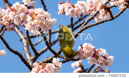 “ Mejiro”和生動的“ Atami Sakura”一起玩 74065530
