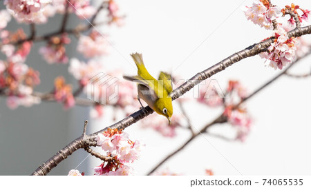 “ Mejiro”和生動的“ Atami Sakura”一起玩 “ Mejiro”和生動的“ Atami Sakura”一起玩 74065535
