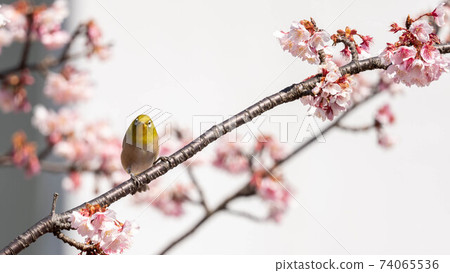 “ Mejiro”和生動的“ Atami Sakura”一起玩 “ Mejiro”和生動的“ Atami Sakura”一起玩 74065536