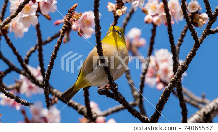 “ Mejiro”和生動的“ Atami Sakura”一起玩 “ Mejiro”和生動的“ Atami Sakura”一起玩 74065537