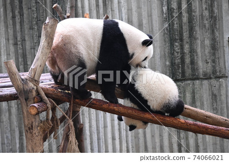 Mother panda pulling up a pinched baby 74066021