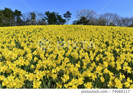 Hitachi Seaside Park Flowering Narcissus Hill 74066117