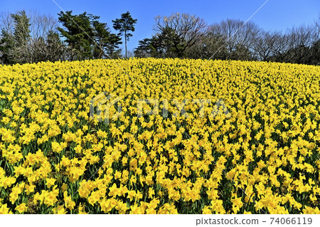 日立海濱公園開花的水仙山 日立海濱公園開花的水仙山 74066119