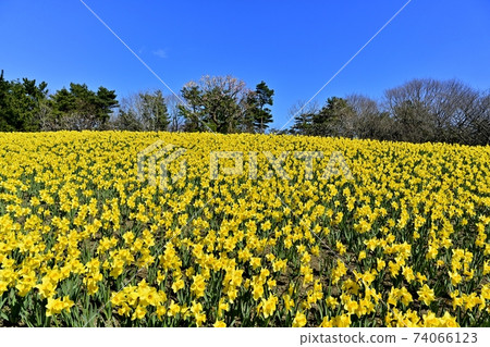 Hitachi Seaside Park Flowering Narcissus Hill Hitachi Seaside Park Flowering Narcissus Hill 74066123