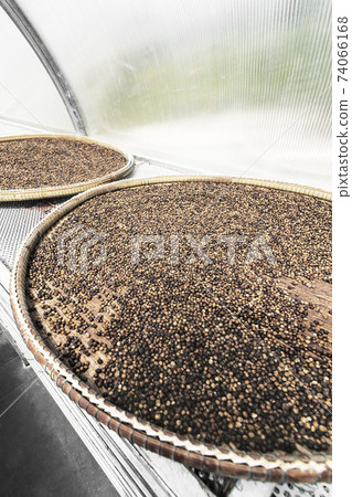 trays of kampot organic pepper in drying room in cambodia trays of kampot organic pepper in drying room in cambodia 74066168