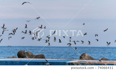 生活在熱海灣的海鷗 74066431