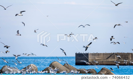 生活在熱海灣的海鷗 74066432