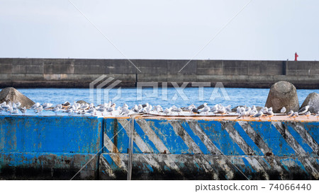 Seagulls that live in Atami Bay 74066440