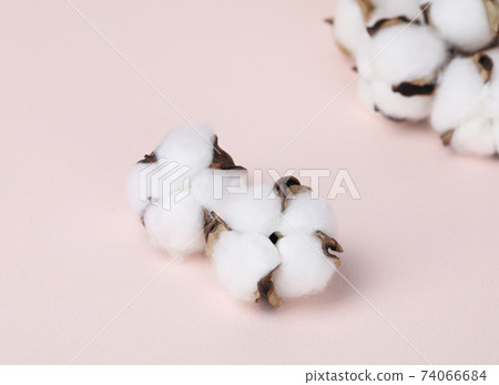 Cotton on a pink background 74066684