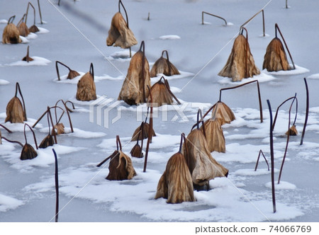 冬天的荷花池 74066769