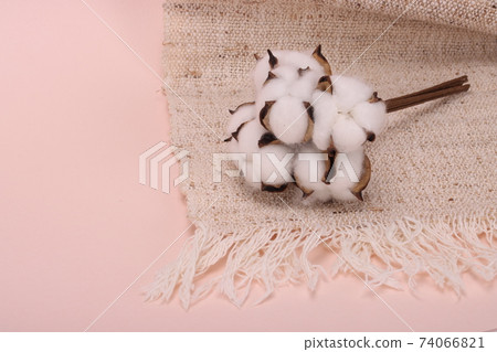 Cotton wadding on pink background Cotton wadding on pink background 74066821