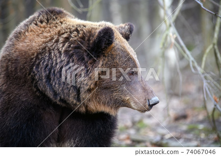 Close portrait wild big brown bear portrait in forest. Danger animal in nature habitat Close portrait wild big brown bear portrait in forest. Danger animal in nature habitat 74067046