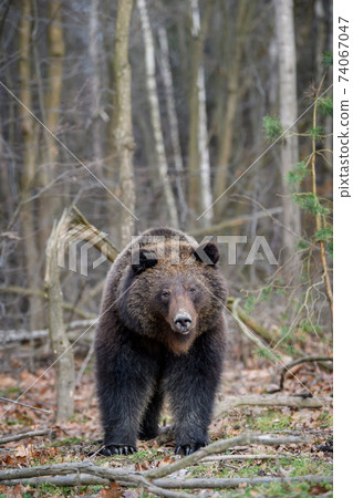 Close wild big brown bear portrait in forest. Danger animal in nature habitat Close wild big brown bear portrait in forest. Danger animal in nature habitat 74067047