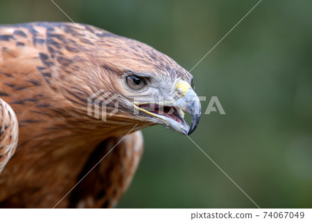 Steppe eagle portrait  in forest. Danger animal in nature habitat 74067049