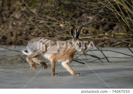 Hare running on frozen pond 74067050