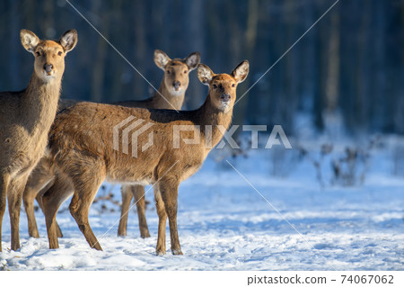 Close three young majestic red deer in winter forest. Cute wild mammal in natural environment 74067062