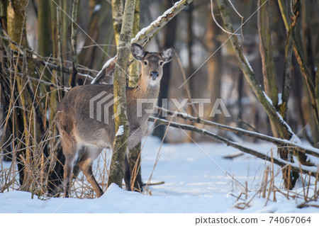Close young majestic red deer in winter forest. Cute wild mammal in natural environment Close young majestic red deer in winter forest. Cute wild mammal in natural environment 74067064