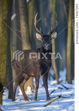 Close young majestic red deer stag in winter forest. Cute wild mammal in natural environment Close young majestic red deer stag in winter forest. Cute wild mammal in natural environment 74067065