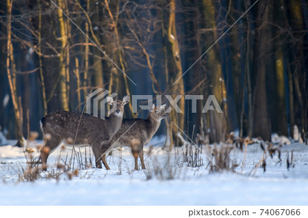 Close two young majestic red deer in winter forest. Cute wild mammal in natural environment 74067066