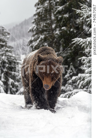 Close wild big brown bear in winter forest Close wild big brown bear in winter forest 74067067
