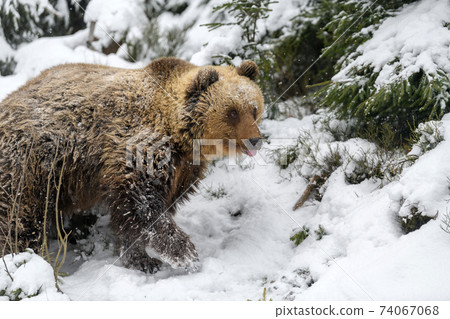 Close wild big brown bear in winter forest Close wild big brown bear in winter forest 74067068