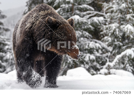Close wild big brown bear in winter forest Close wild big brown bear in winter forest 74067069