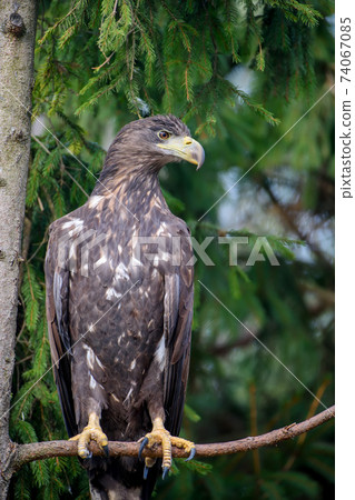 White-tailed eagle sitting on pine branch White-tailed eagle sitting on pine branch 74067085