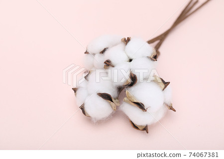白色棉絮 74067381