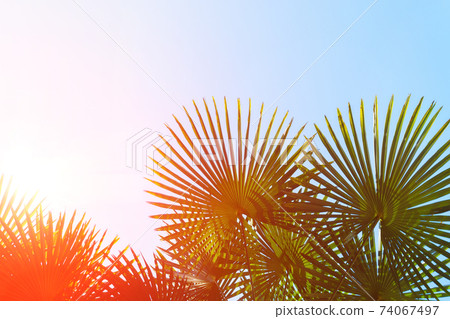 Copying the space of a tropical palm silhouette with sunlight. Summer holidays and adventures in nature. Copying the space of a tropical palm silhouette with sunlight. Summer holidays and adventures in nature. 74067497
