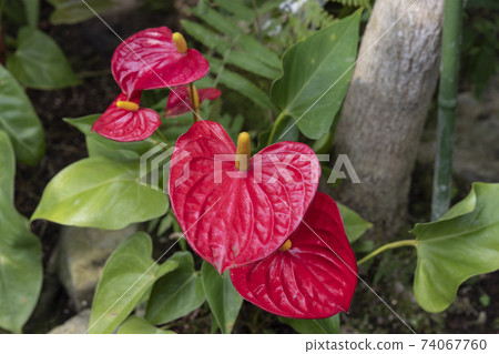 鮮紅掌 74067760