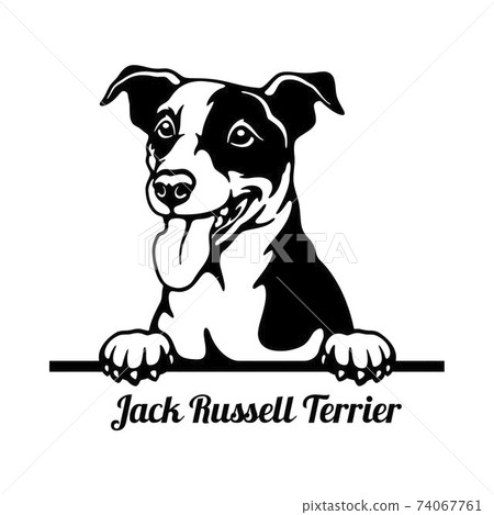 can a jack russell terrier live in yemen