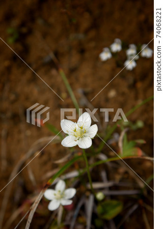 Alpine plant "Marsh grass of Parnassus" blooming on Mt. Tanigawa Alpine plant "Marsh grass of Parnassus" blooming on Mt. Tanigawa 74068221
