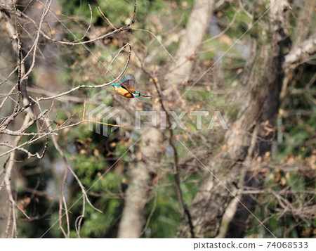 Kingfisher flight in the park 74068533