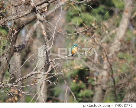 The kingfisher of a park 74068775