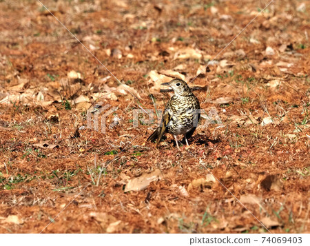 Scaly thrush in the park 74069403